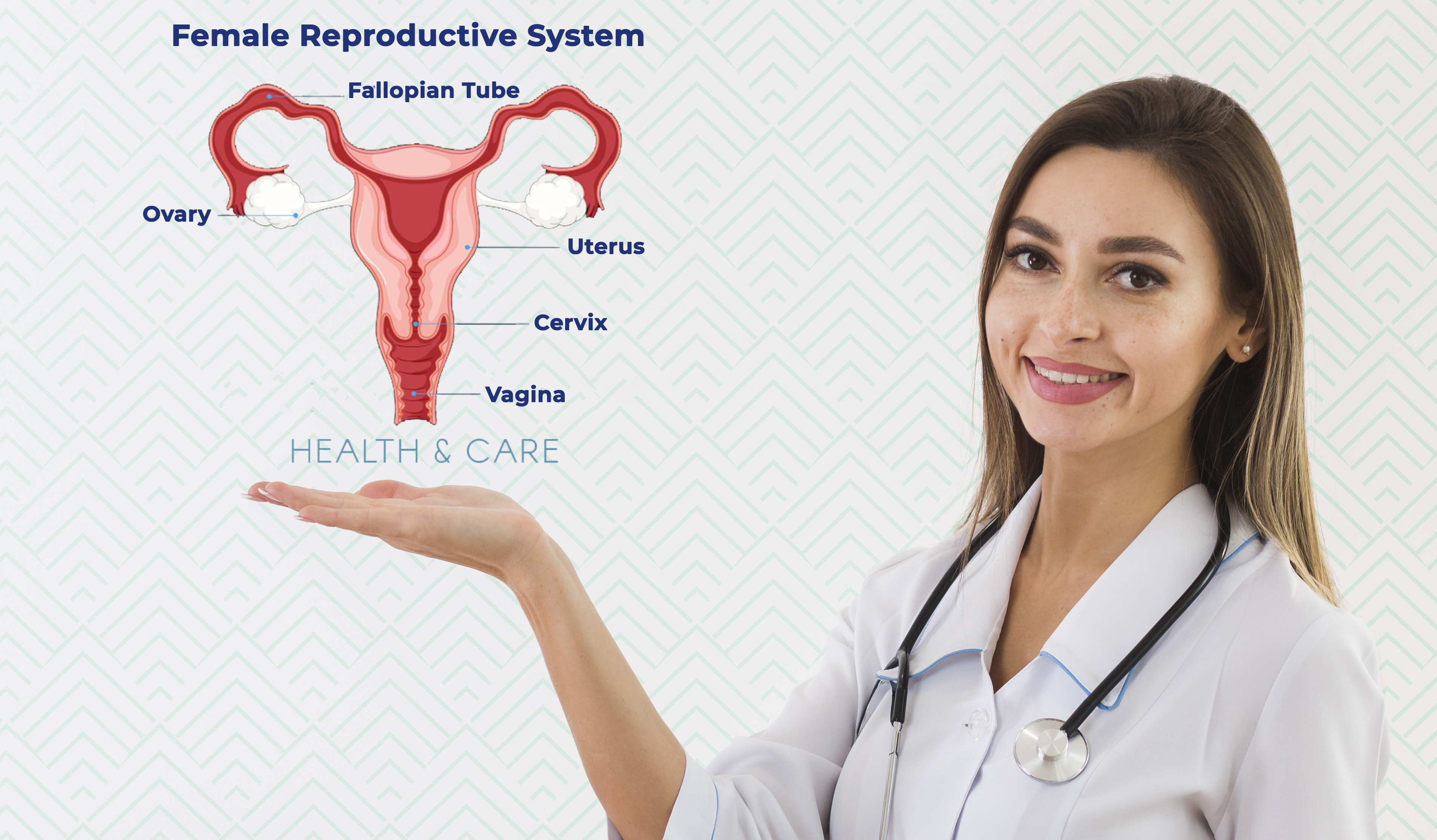 female reproductive organ.jpg